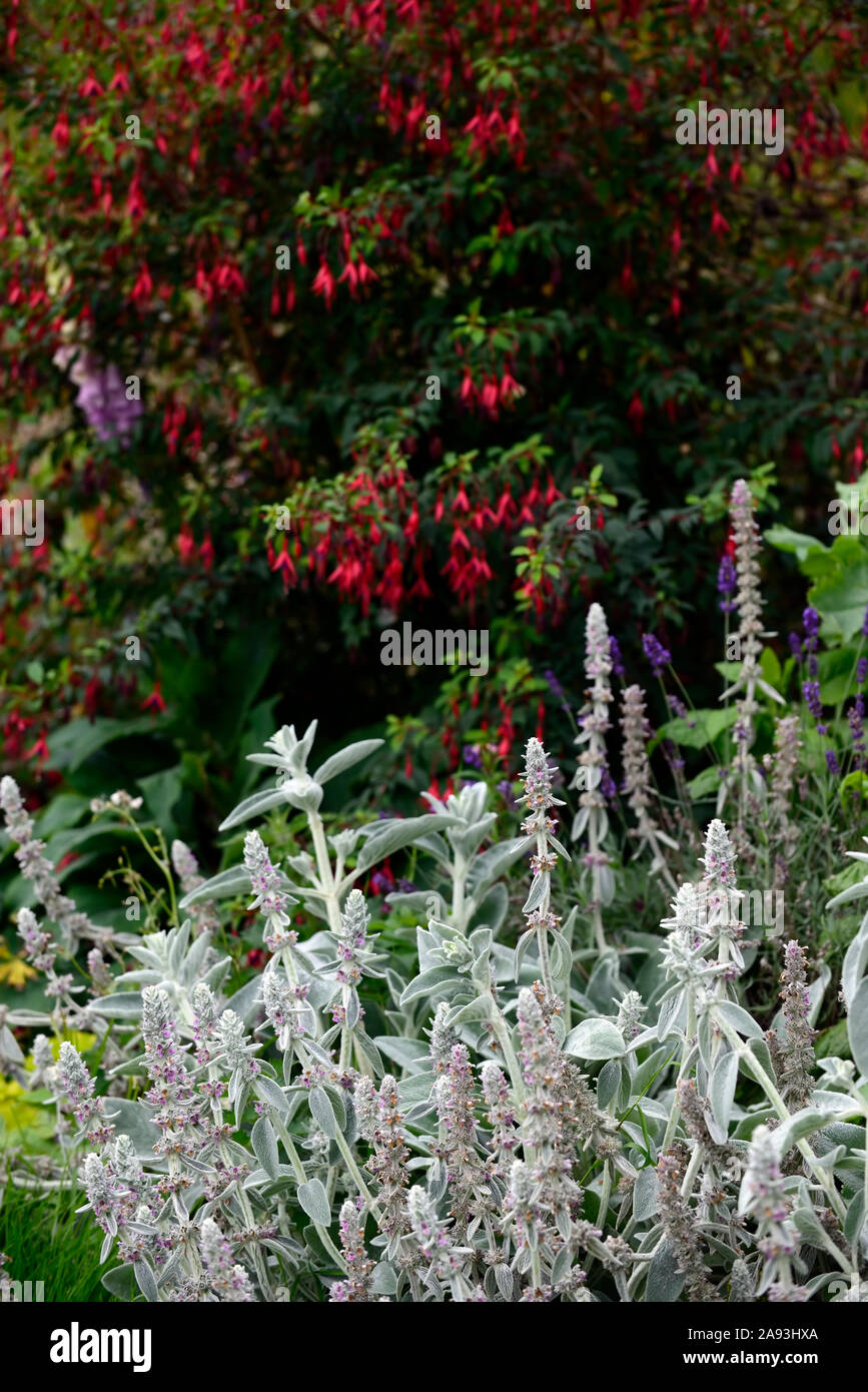 Stachys Byzantina,Lamb's ear,Fuchsia Riccartonii,Red Fuchsia,silver foliage,leaves,red flowers,contrast,mix,mixed,planting combination,RM Floral Stock Photo