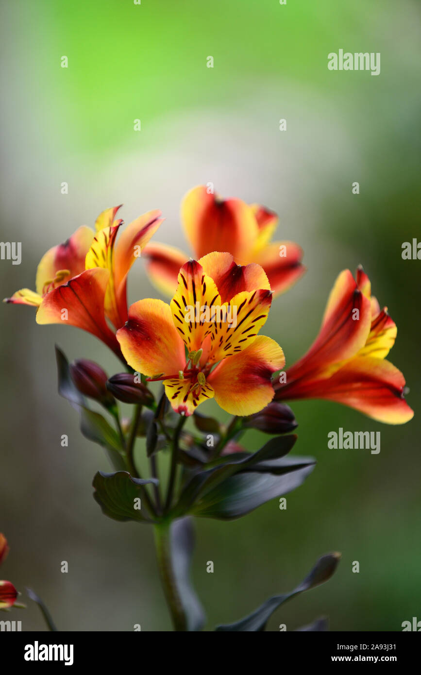 Indian yellow flower hires stock photography and images Alamy