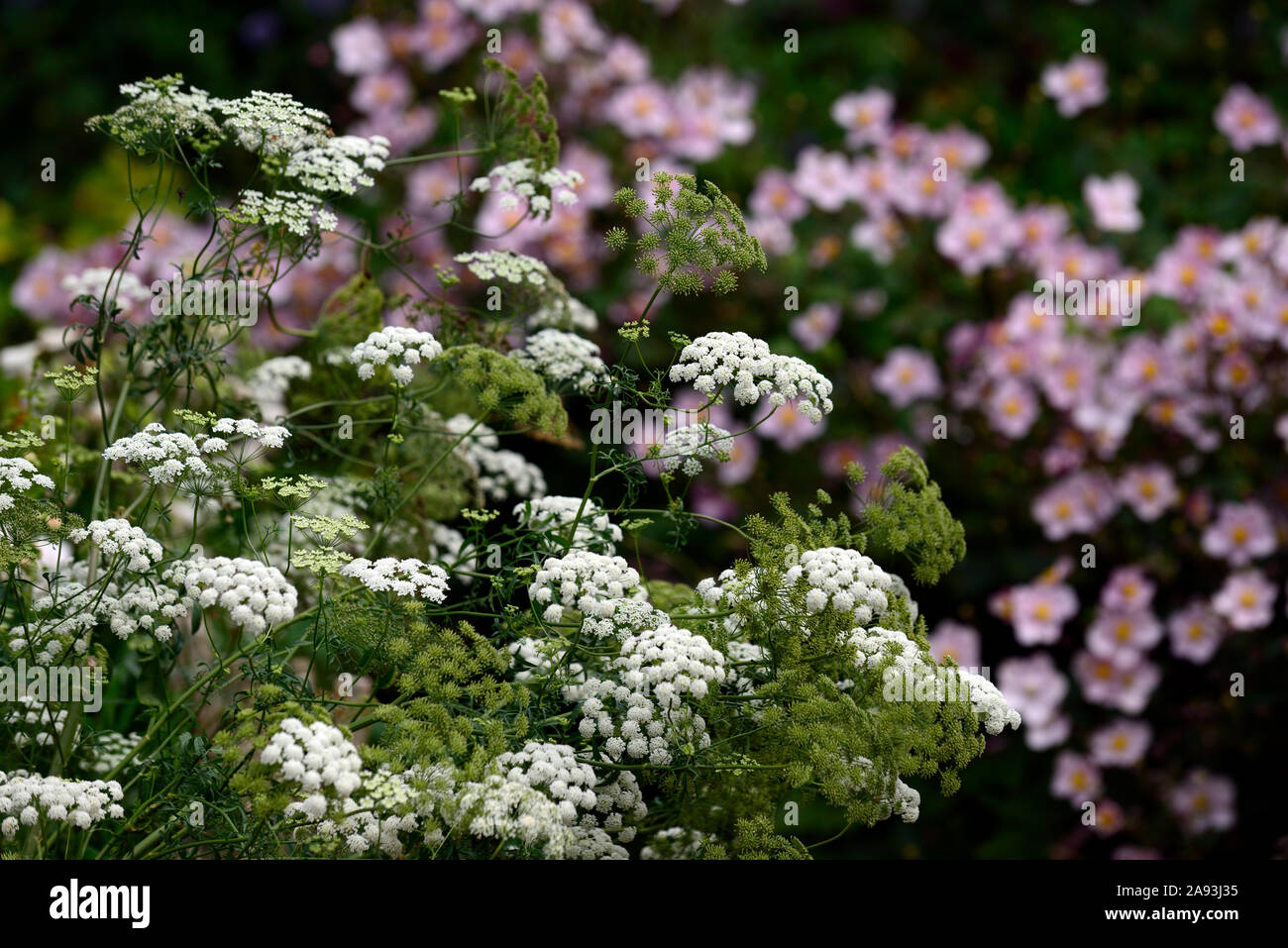 anemone japonica,ammi majus,queen anne's lace,,flowers,flower,flowering,white,pink,mix,mixed,combination,spiiling over path,RM Floral Stock Photo