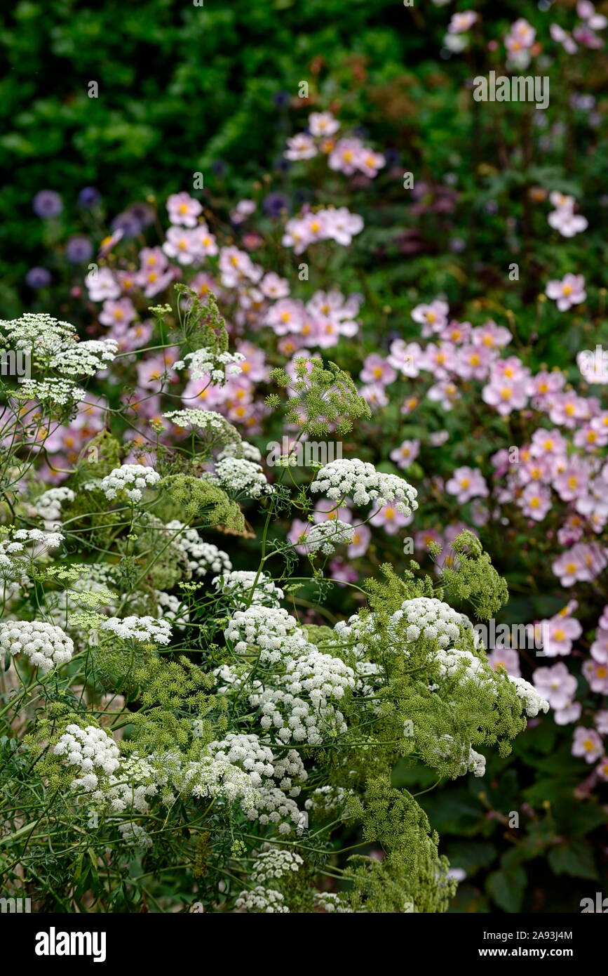 anemone japonica,ammi majus,queen anne's lace,,flowers,flower,flowering,white,pink,mix,mixed,combination,spiiling over path,RM Floral Stock Photo