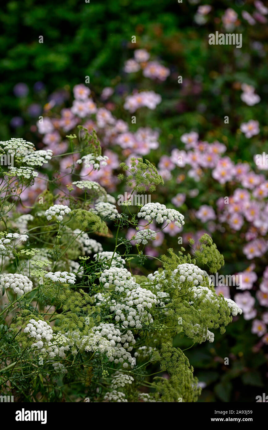 anemone japonica,ammi majus,queen anne's lace,flowers,flower,flowering,white,blue,mix,mixed,combination,spiiling over path,RM Floral Stock Photo