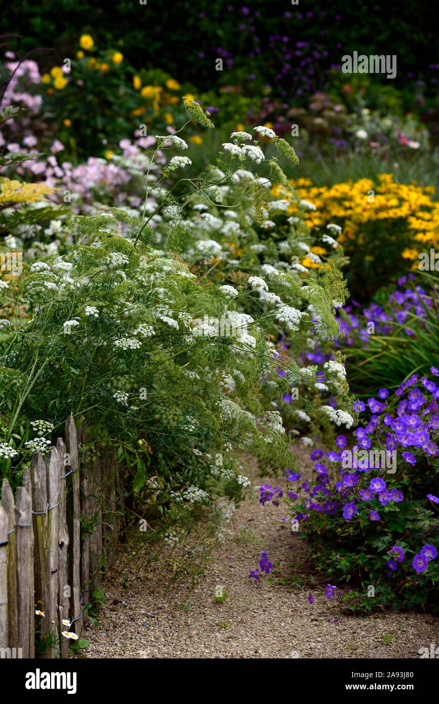 ammi majus,queen anne's lace,geranium rozanne,flowers,flower,flowering,white,blue,mix,mixed,combination,spiiling over path, RM Floral Stock Photo