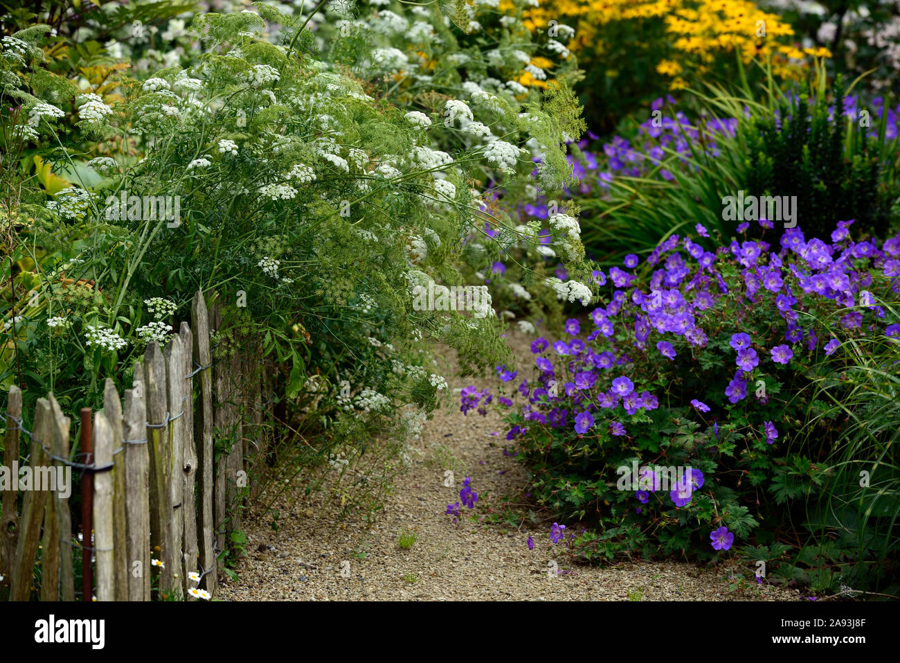 ammi majus,queen anne's lace,geranium rozanne,flowers,flower,flowering,white,blue,mix,mixed,combination,spiiling over path, RM Floral Stock Photo