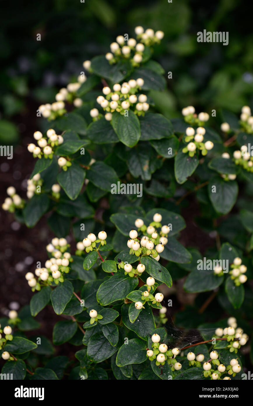 Hypericum x inodorum Magical White,St John's Wort,white berries,berrys,medicinal plant,plants,shrubs,shrubs,garden,RM Floral Stock Photo