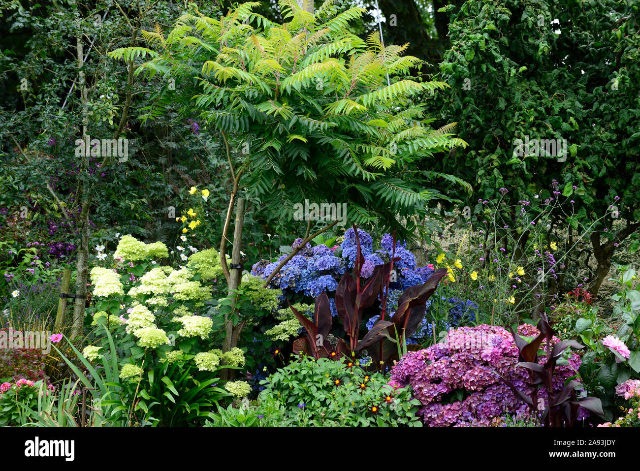 Sumac Hydrangea canna tropicanna,hydrangea limelight,Rhus typhina,staghorn sumac ...