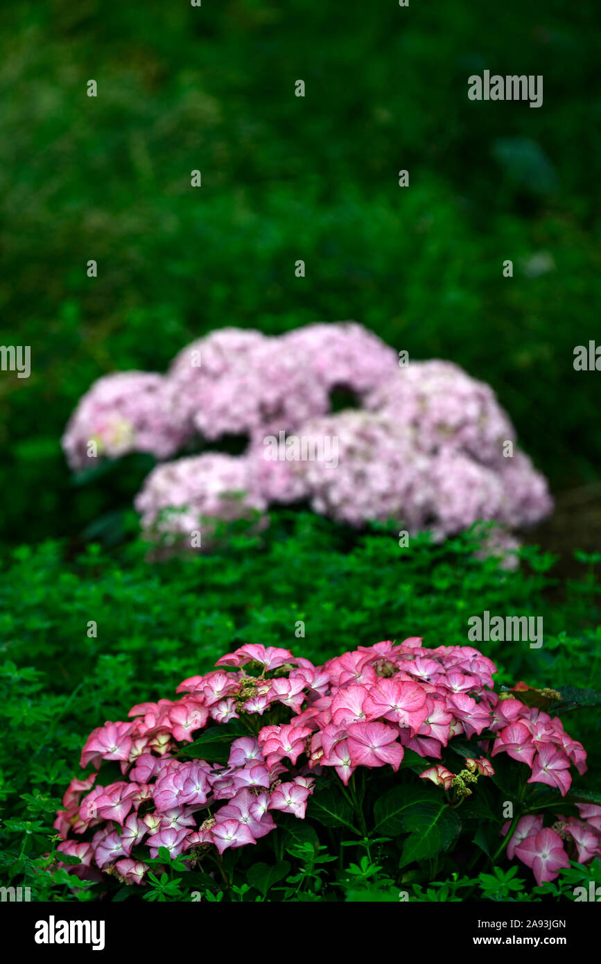 coral pink mophead hydrangea,hydrangeas,flower,flowers,flowering,RM Floral Stock Photo