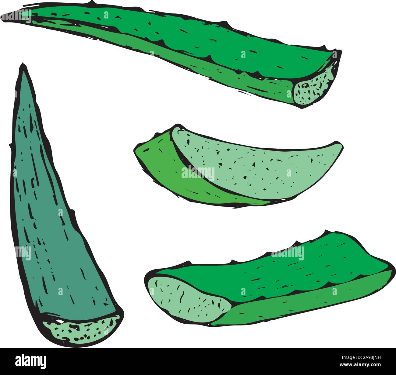 Vector hand drawn botanical Aloe Vera. Stock Vector