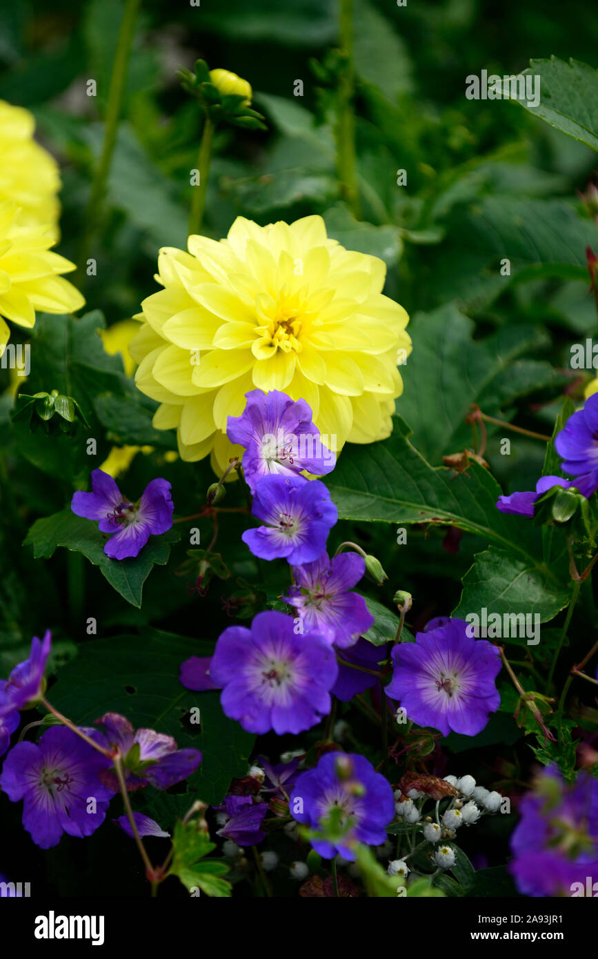 geranium rozanne,yellow dahlia,blue,flower,flowers,flowering,mix,mixed,planting combination,RM Floral Stock Photo