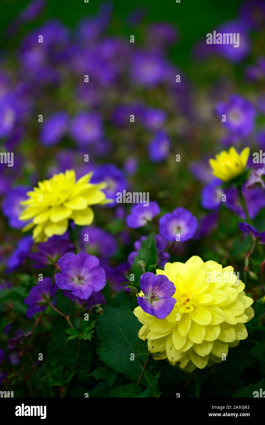 geranium rozanne,yellow dahlia,blue,flower,flowers,flowering,mix,mixed,planting combination,RM Floral Stock Photo