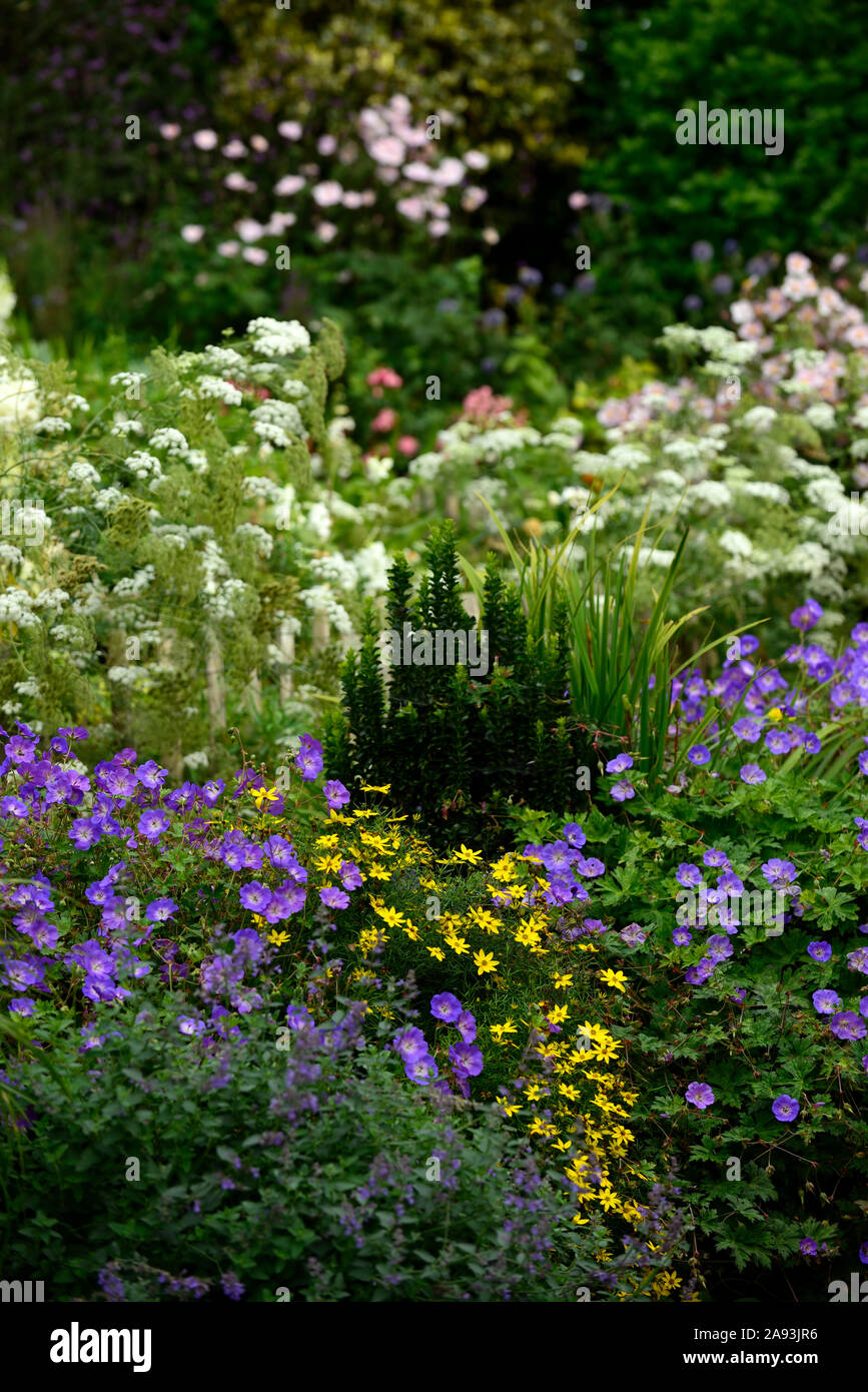 geranium rozanne,coreopsis moonbeam,ammi majus,white,yellow,blue,flower,flowers,flowering,mix,mixed,planting combination,RM Floral Stock Photo