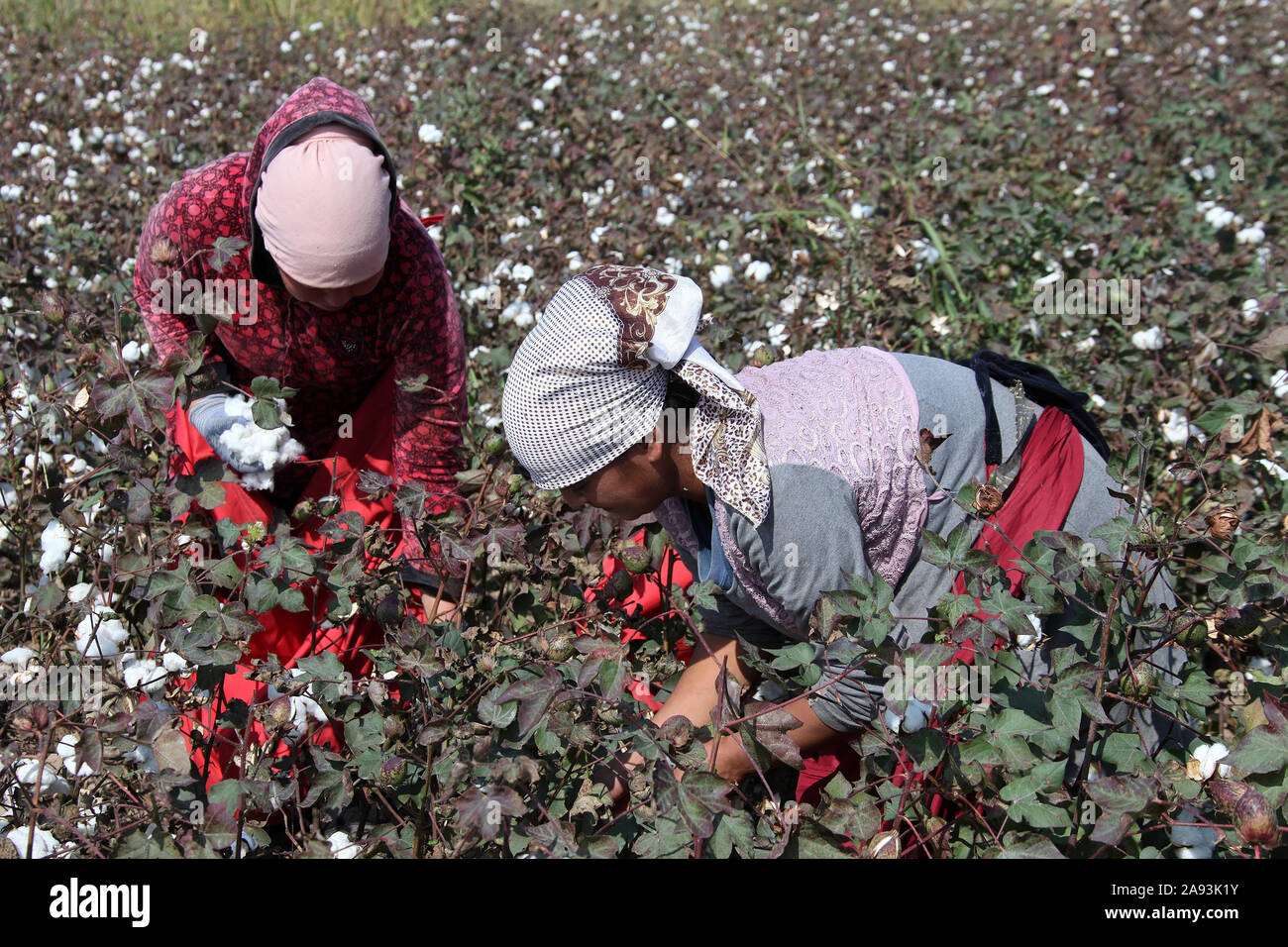 Organic cotton harvest in Central Asia Stock Photo