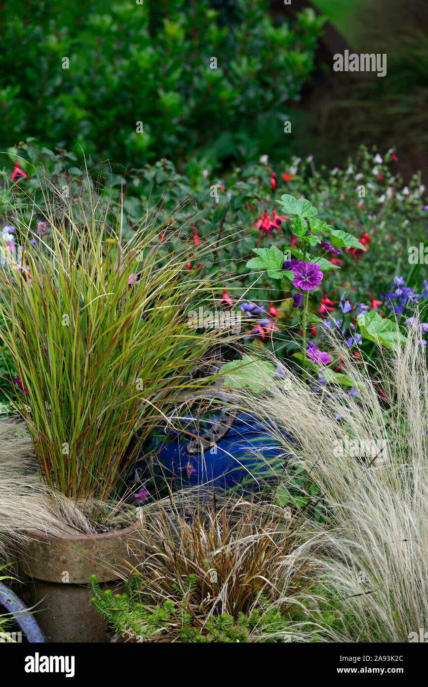 Stipa tenuissima Pony Tails,grass,grasses,pot,pots,container gardening,garden feature,RM Floral Stock Photo