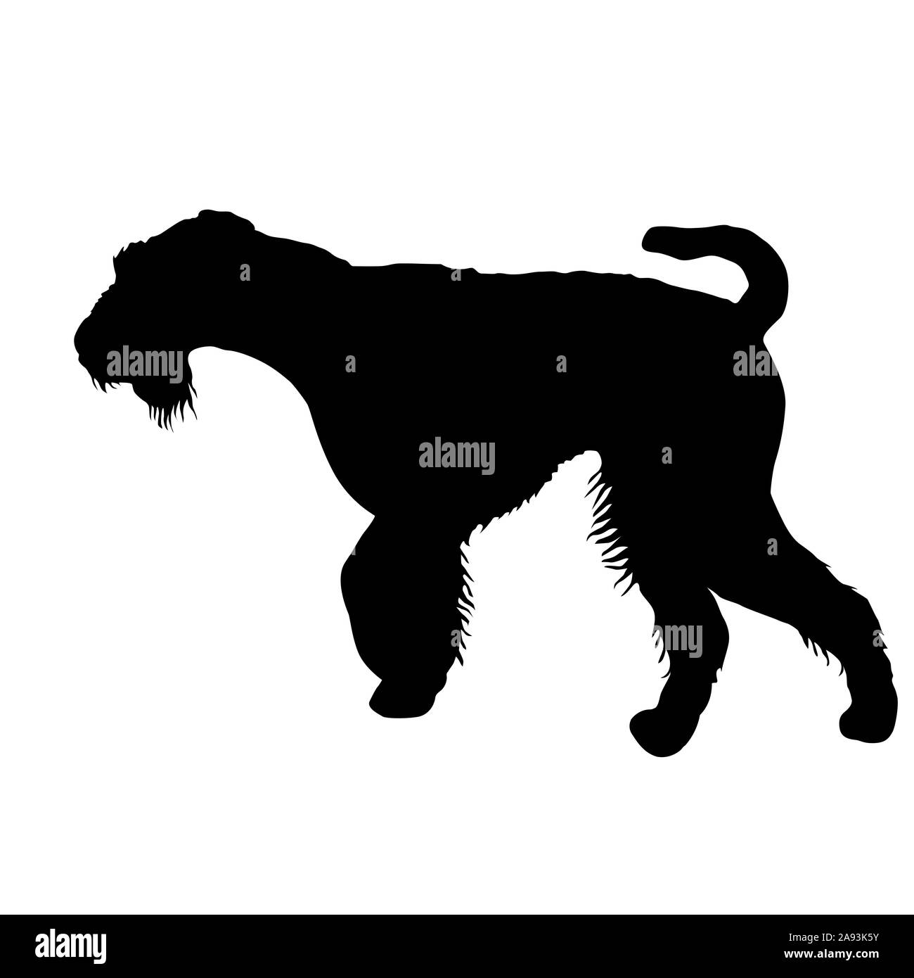 Airedale terrier dog silhouette on a white background. Stock Photo