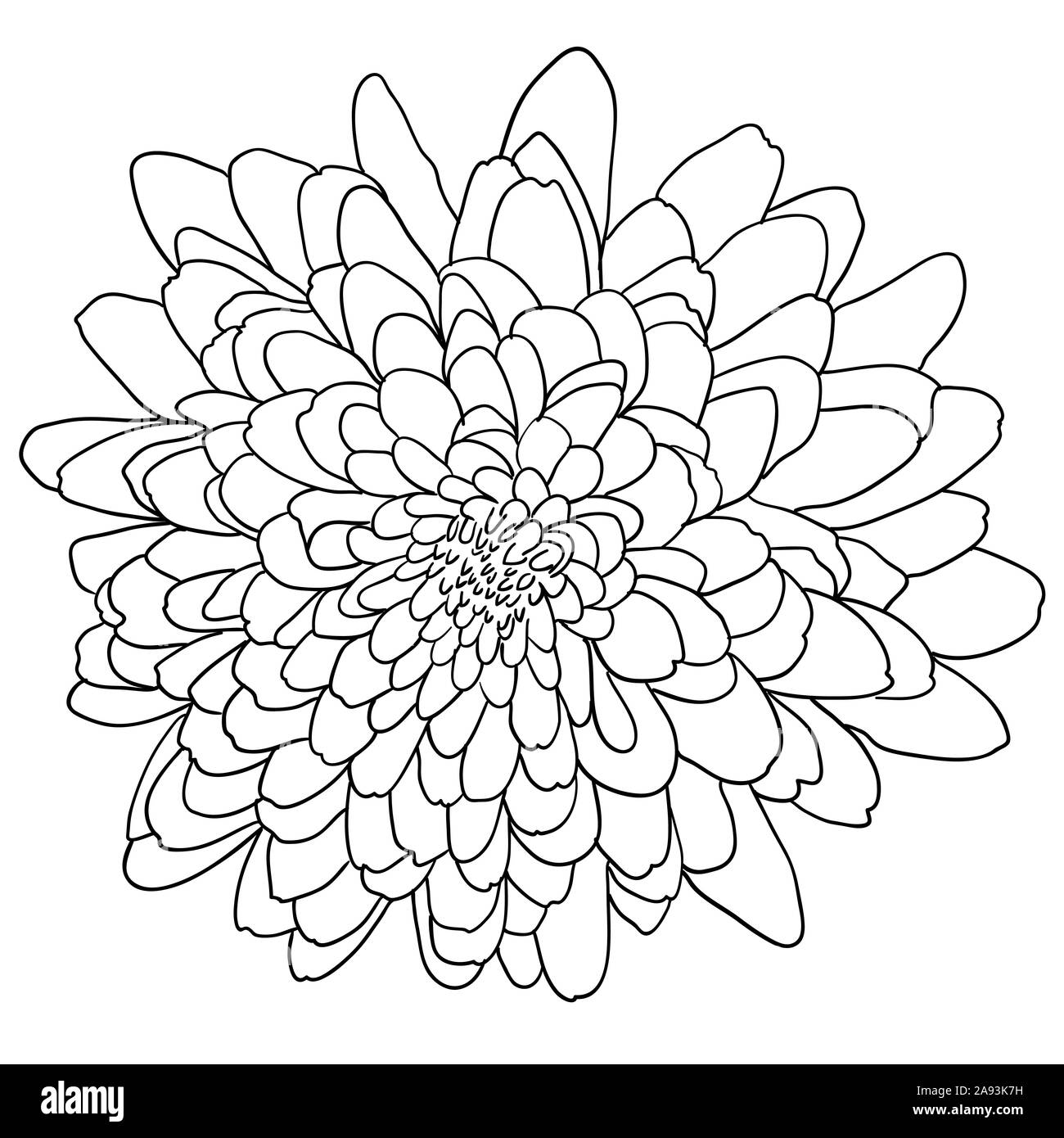 Beautiful monochrome sketch, black and white dahlia flower isolated. Stock Photo