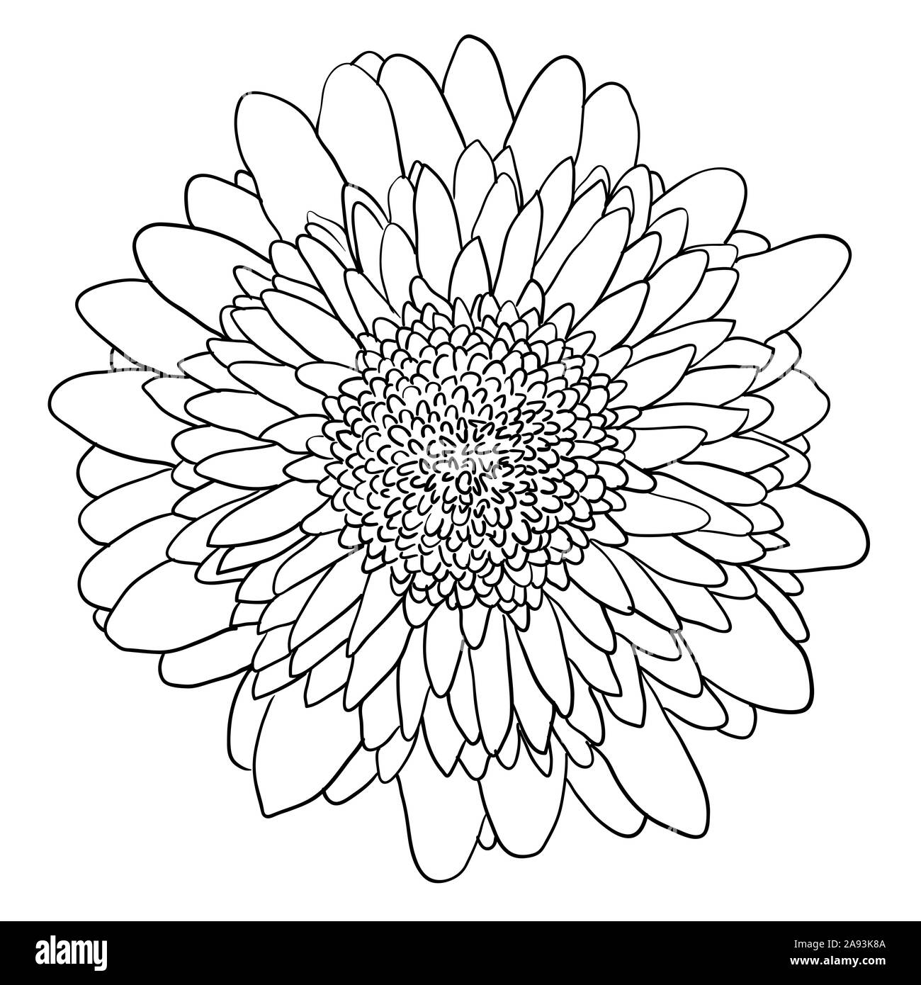 Beautiful monochrome sketch, black and white dahlia flower isolated. Stock Photo