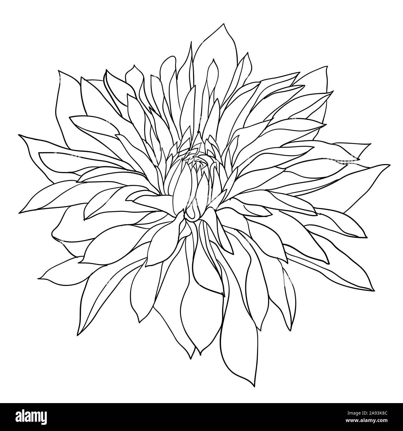 Beautiful monochrome sketch, black and white dahlia flower isolated. Stock Photo