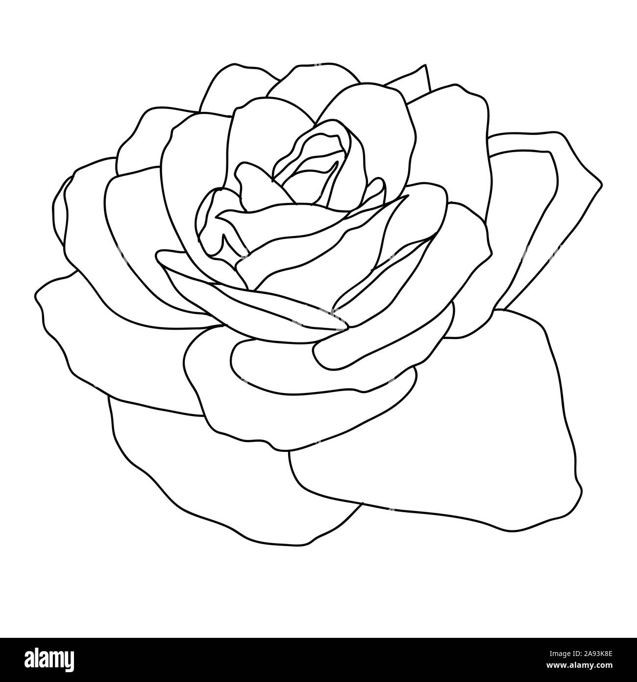 Beautiful monochrome sketch, black and white rose flower isolated. Stock Photo