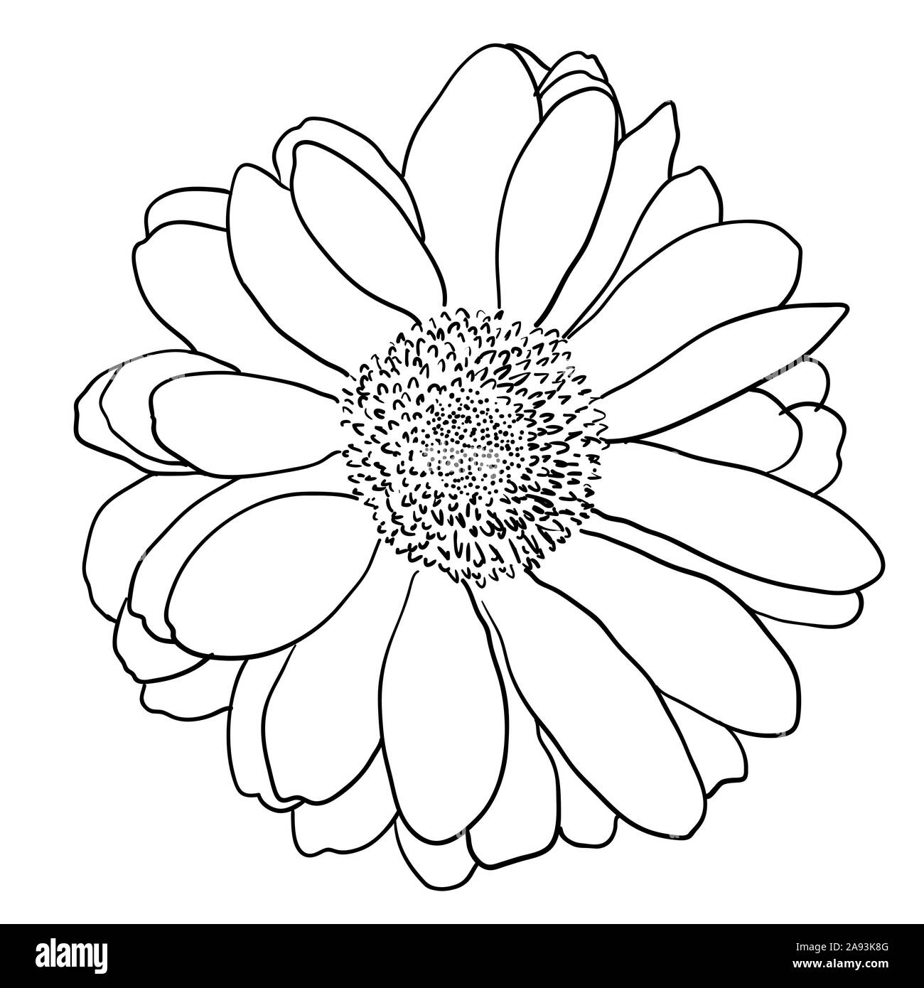 Beautiful monochrome sketch, black and white dahlia flower isolated. Stock Photo