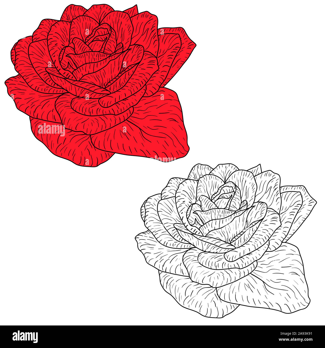 rose illustration of pencil line art with doodle style adult coloring book  page with leaves easy sketch 12714596 Vector Art at Vecteezy