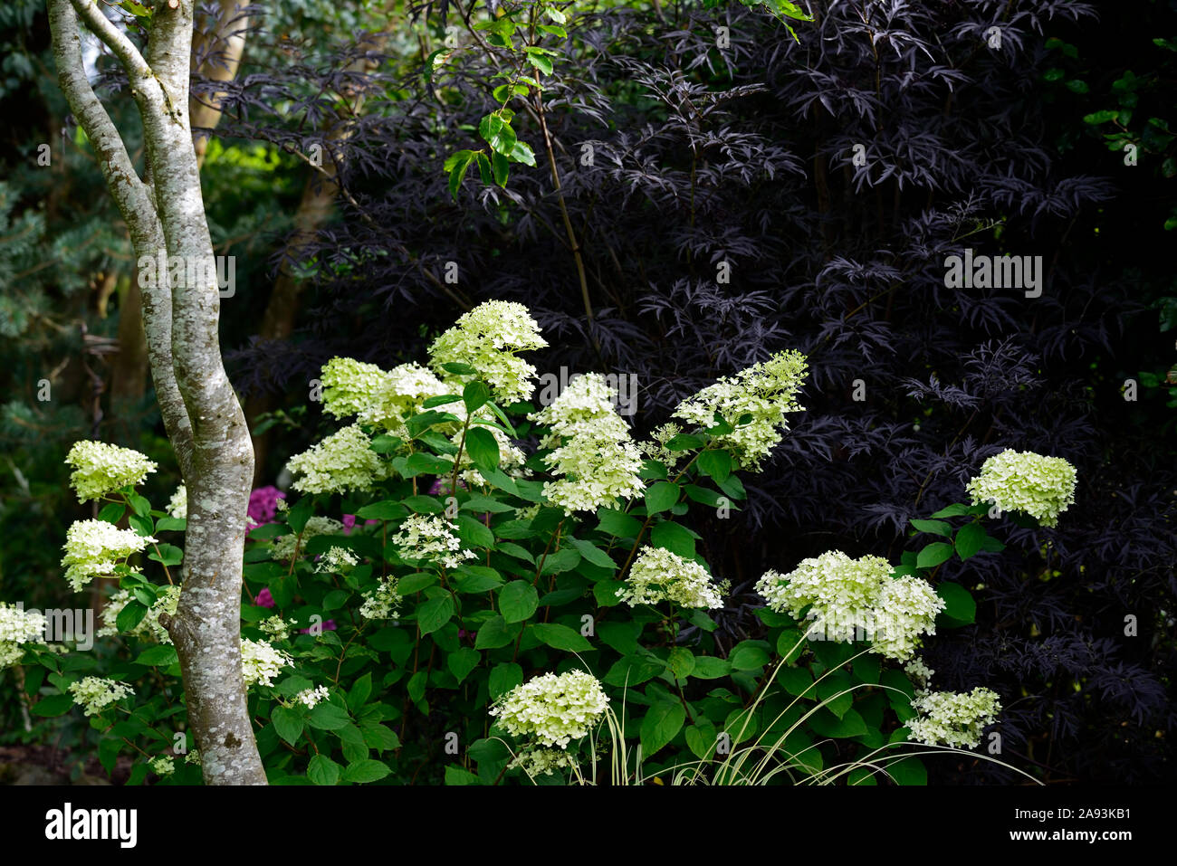 Sambucus nigra Black Lace,panicles,hydrangea paniculata limelight,RM Floral,gardening,garden,white,flowers,flowering,panicle,flower,shade,shaded,shady Stock Photo