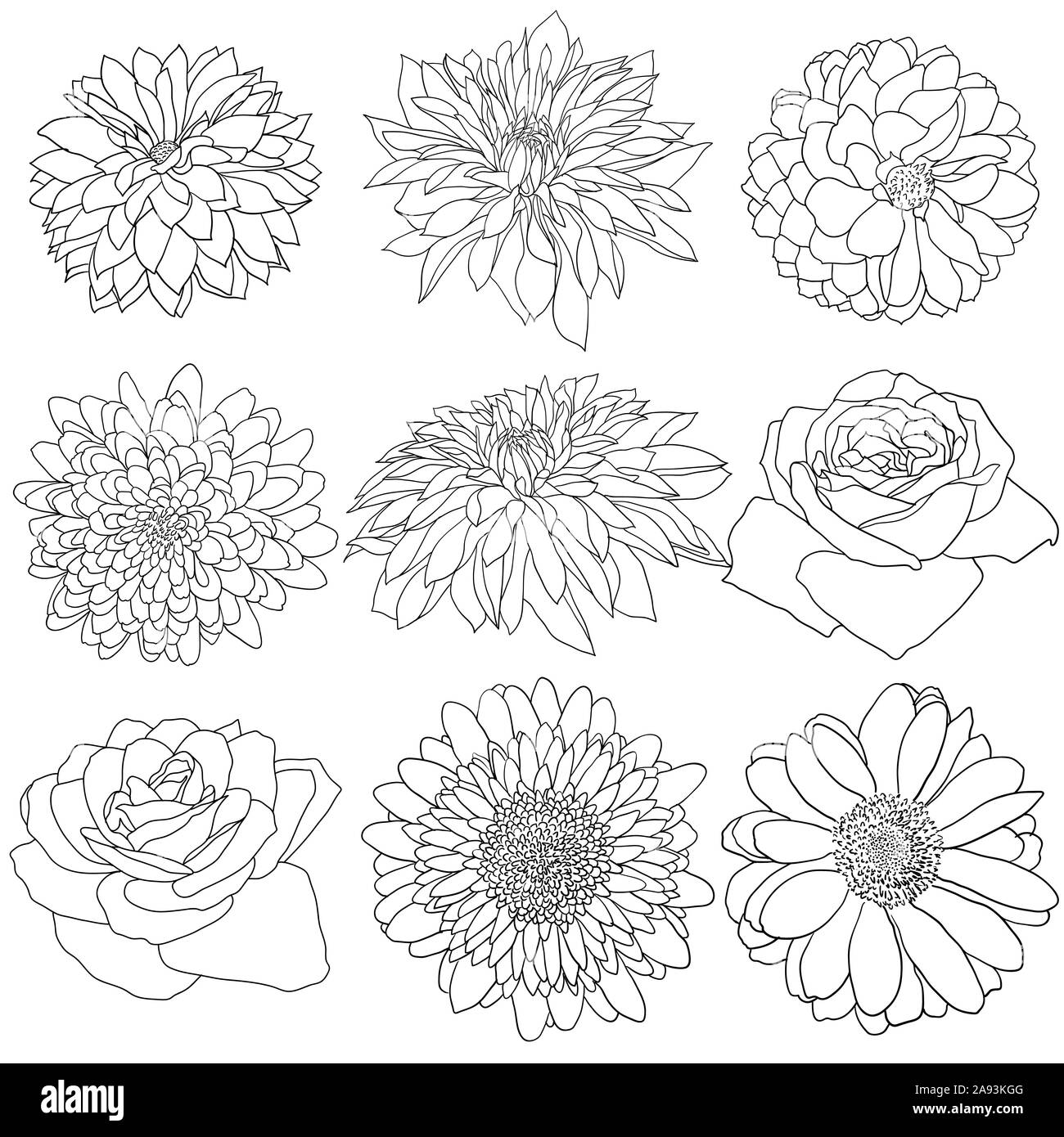 Beautiful monochrome sketch, black and white flower isolated. Stock Photo