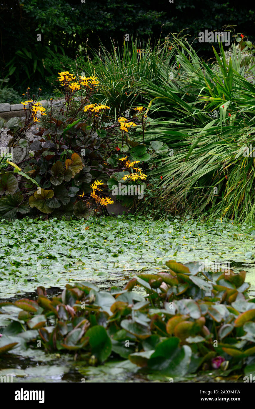ligularia dentata desdemona,yellow,flowers,flowering,summer,perennials,pond,pool,wet,boggy,RM Floral Stock Photo