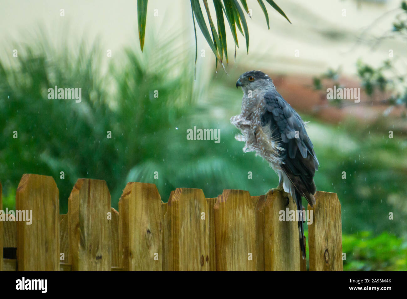Cooper's Hawk (Accipiter cooperii) sitting on a fence in the rain with wind blowing its feathers, Stuart, Florida, Martin County, USA Stock Photo
