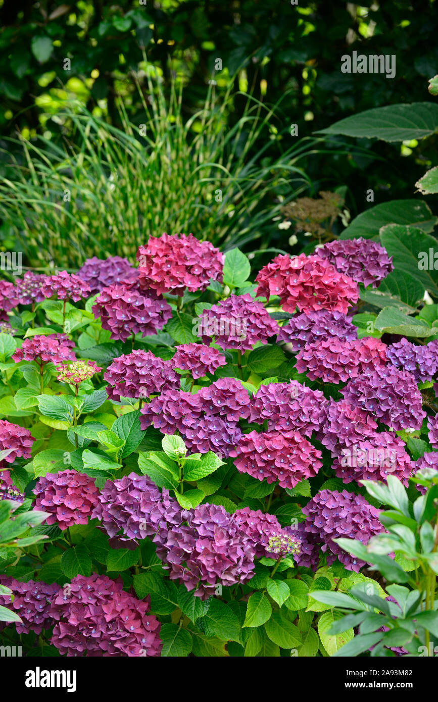 Feltabulous Hydrangeas Hibiscus Clematis And A Raspberry
