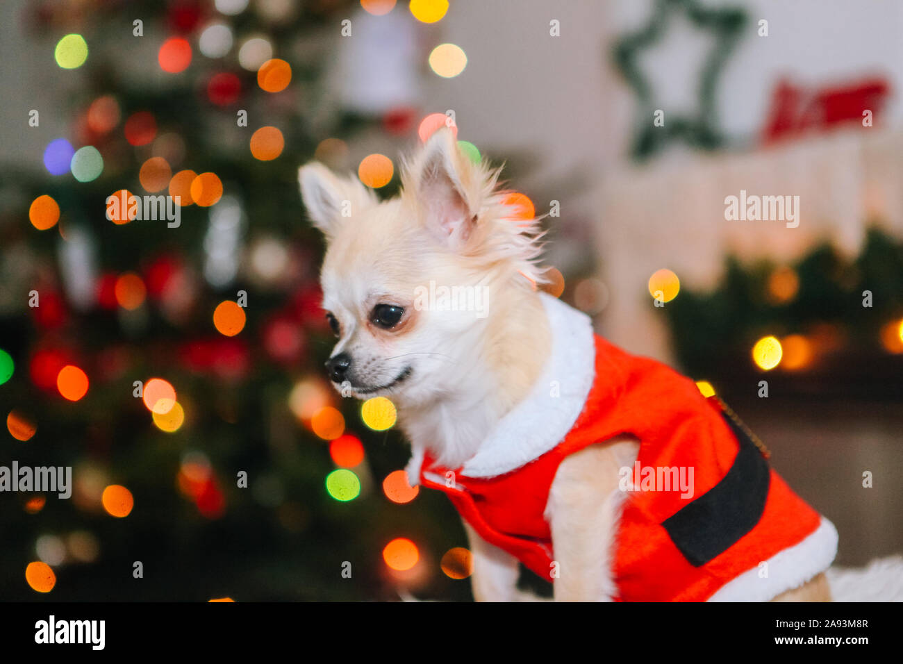 Chihuahua store xmas clothes