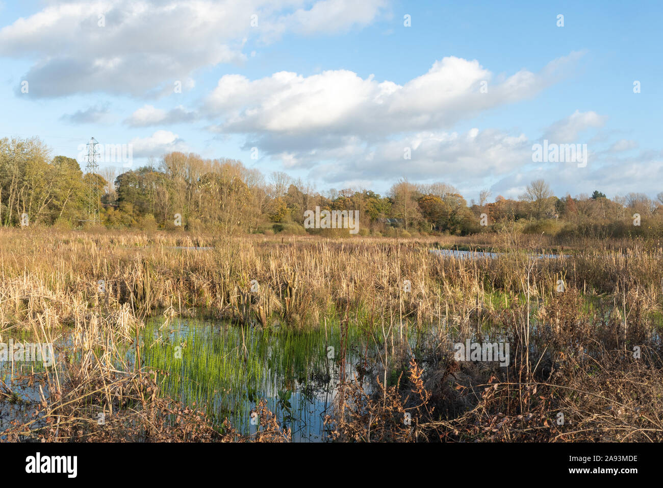 Reedbeds at Fishlake Meadows Nature Reserve, Hampshire, UK Stock Photo