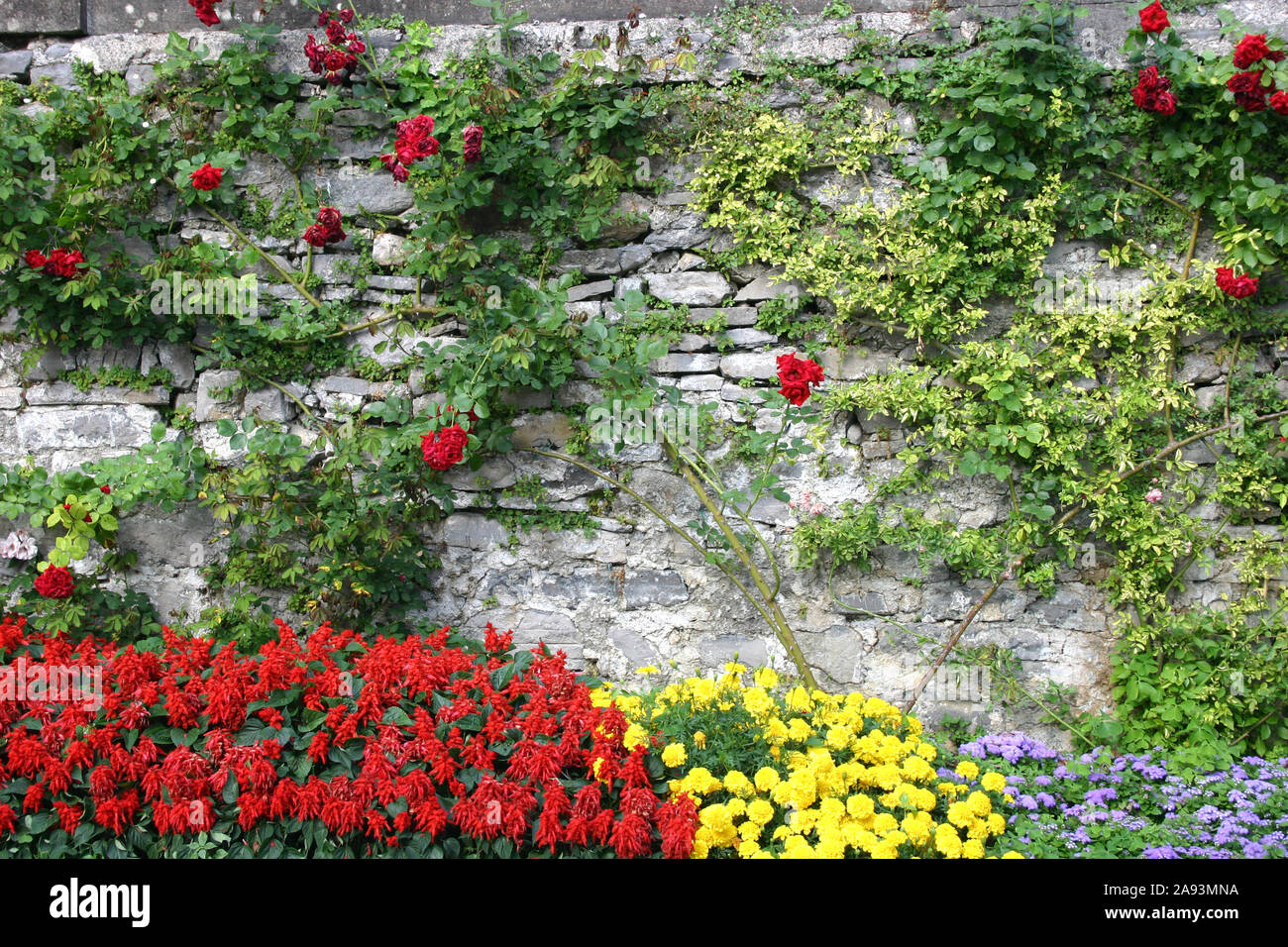 RED CLIMBING ROSE OVER OLD STONE WALL, IN THE FOREGROUND RED SALIVA AND YELLOW MARIGOLDS GROWING. Stock Photo