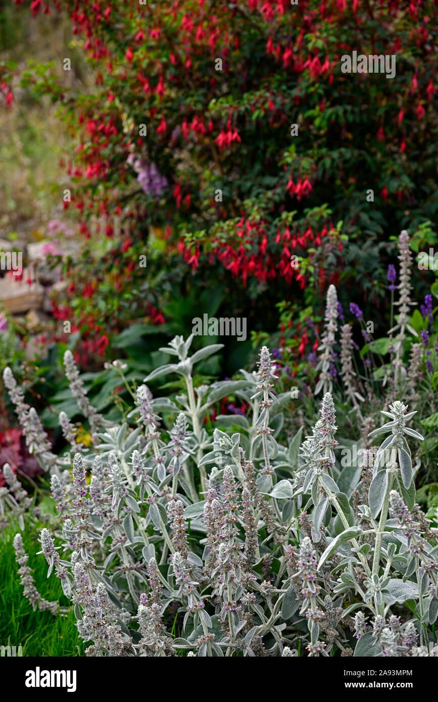 Stachys Byzantina Lamb S Ear Fuchsia Riccartonii Red Fuchsia Silver Foliage Leaves Red Flowers Contrast Mix Mixed Planting Combination Rm Floral Stock Photo Alamy