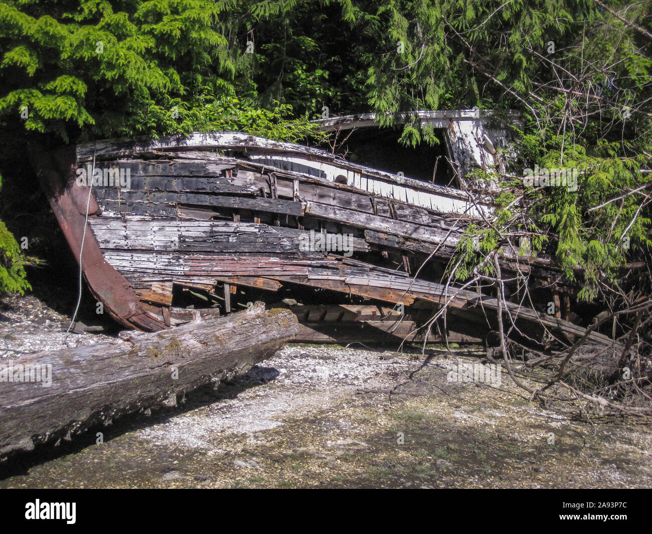 Half hidden by encroaching forest, an old wooden boat lies wrecked and decaying on a shell midden beach on Gilford Island, British Columbia. Stock Photo