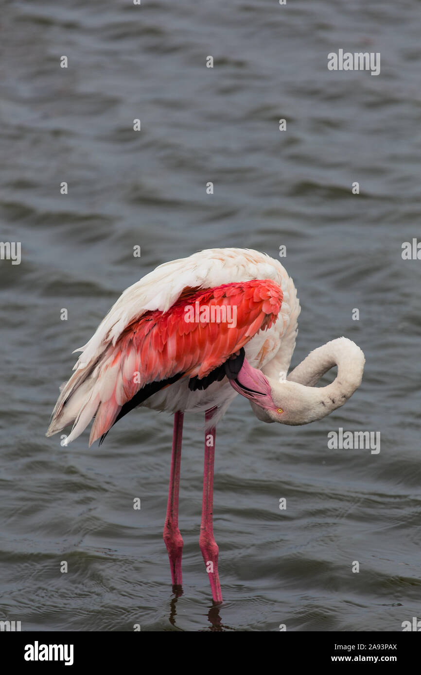 Great flamingo cleaning his red feather on a water pond in La Camargue Stock Photo