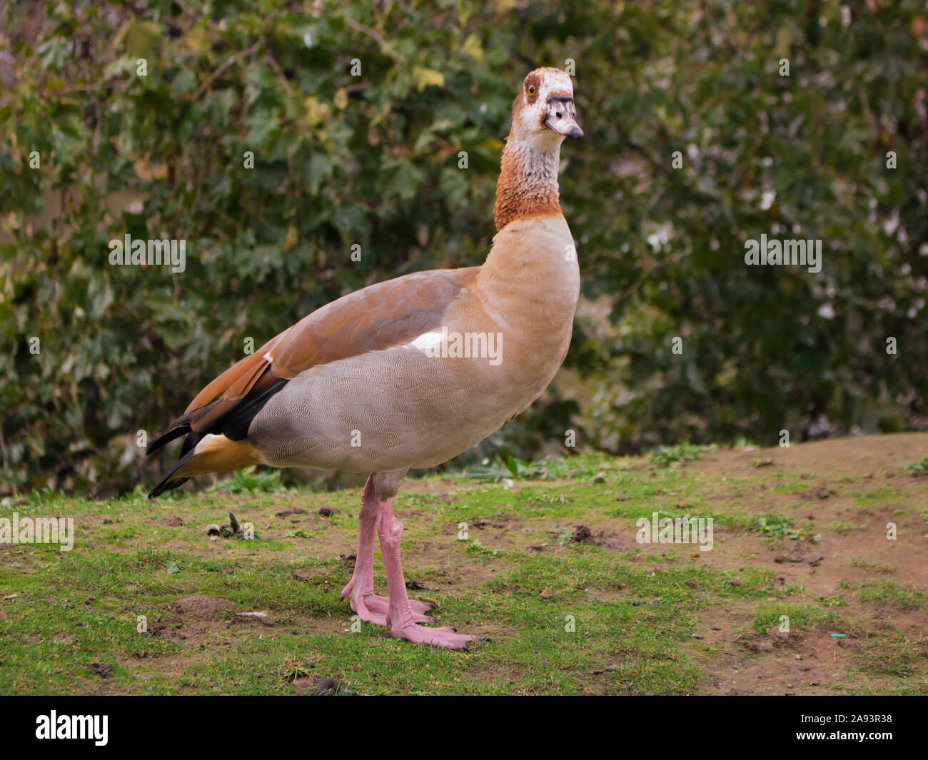 Egyptian goose duck park isolated standing closeup flagey brussels belgium animal bird Stock Photo