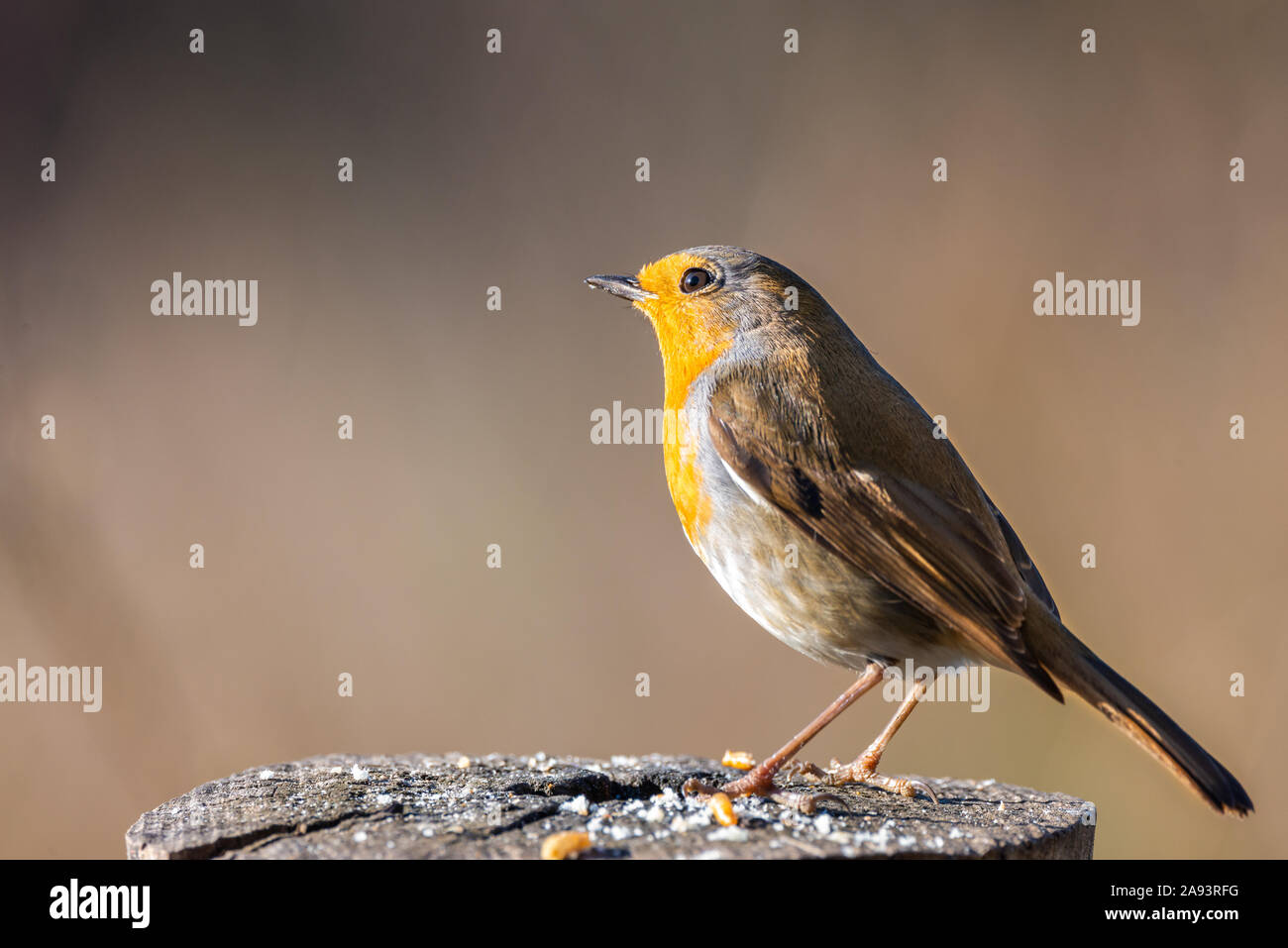 Erithacus rubecula or petirrojo europeo with copy space for text Stock Photo
