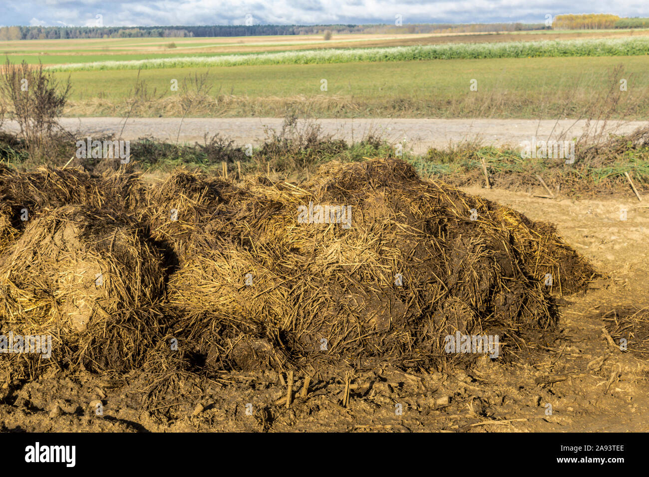 A Pile Of Cow Dung Lies On A Plowed Field Fertilizer Fields On A