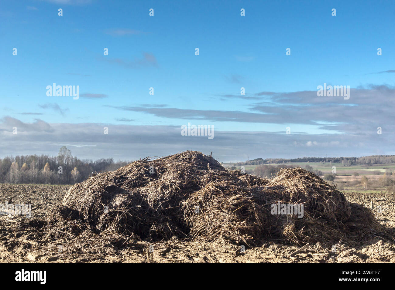 Sunny day. A large pile of cow manure and straw lies on a plowed field. Fertilizer fields on a