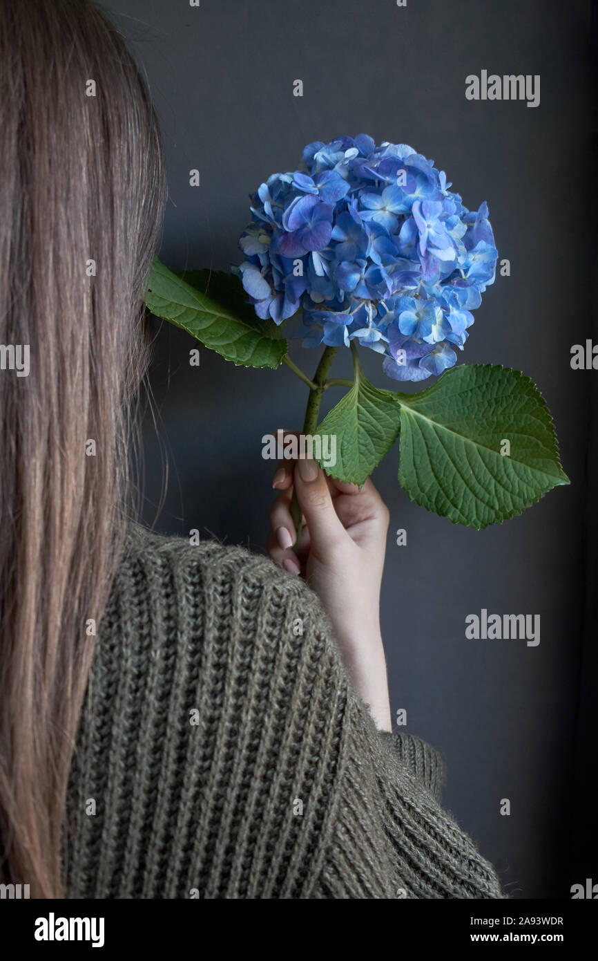 Rear View Of A Woman Who Holds A Large Blue Hydrangea Flower Against A Dark Wall Stock Photo Alamy
