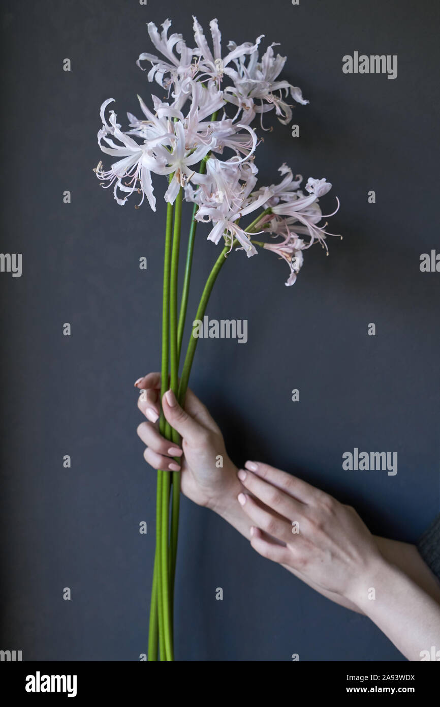 Close-up of the female hands holds a flowering Nerine bowdenii, selective focus Stock Photo