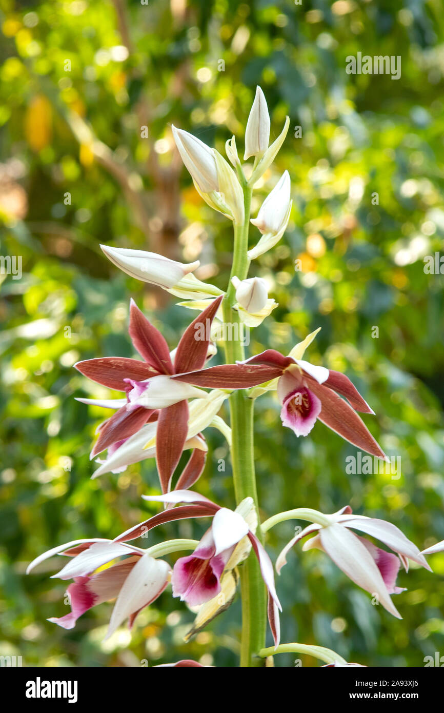 Phaius australis, Lesser Swamp Orchid Stock Photo