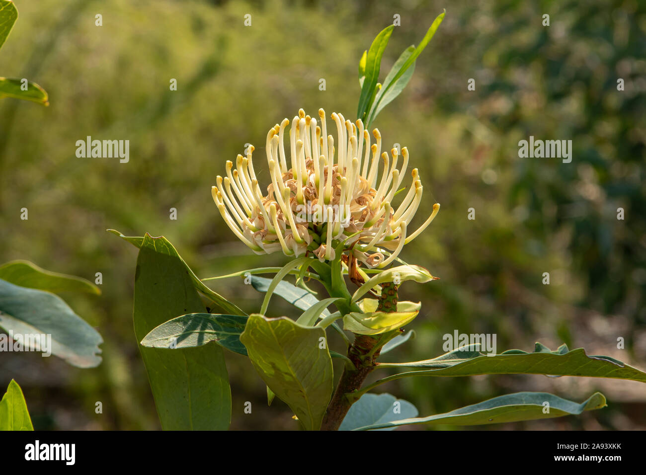 Telopea Shady Lady White Stock Photo