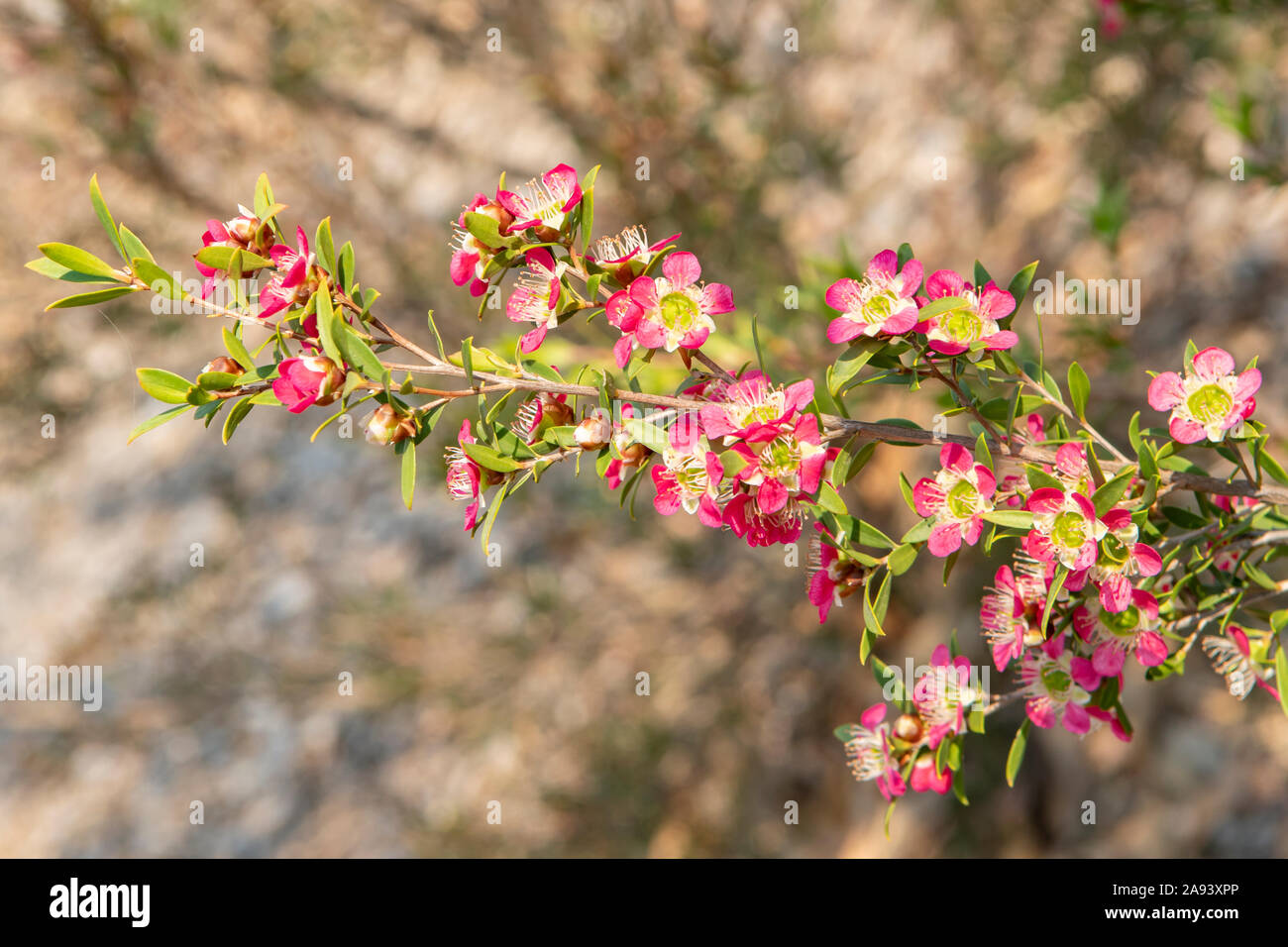 Leptospermum spectabile, Aphrodite Tea Tree Stock Photo