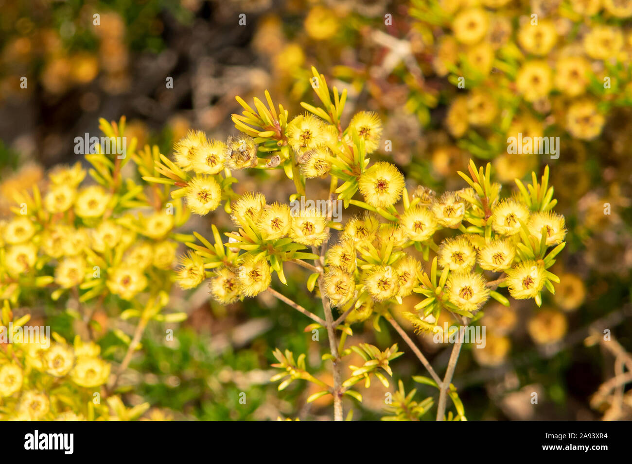 Verticordia chrysantha, Yellow Featherflower Stock Photo