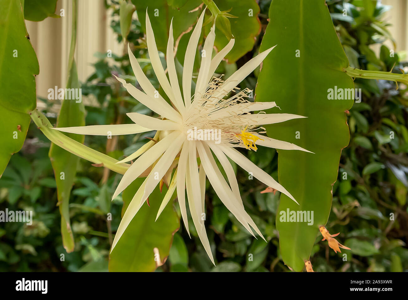 Epiphyllum strictum, Queen of the Night Stock Photo