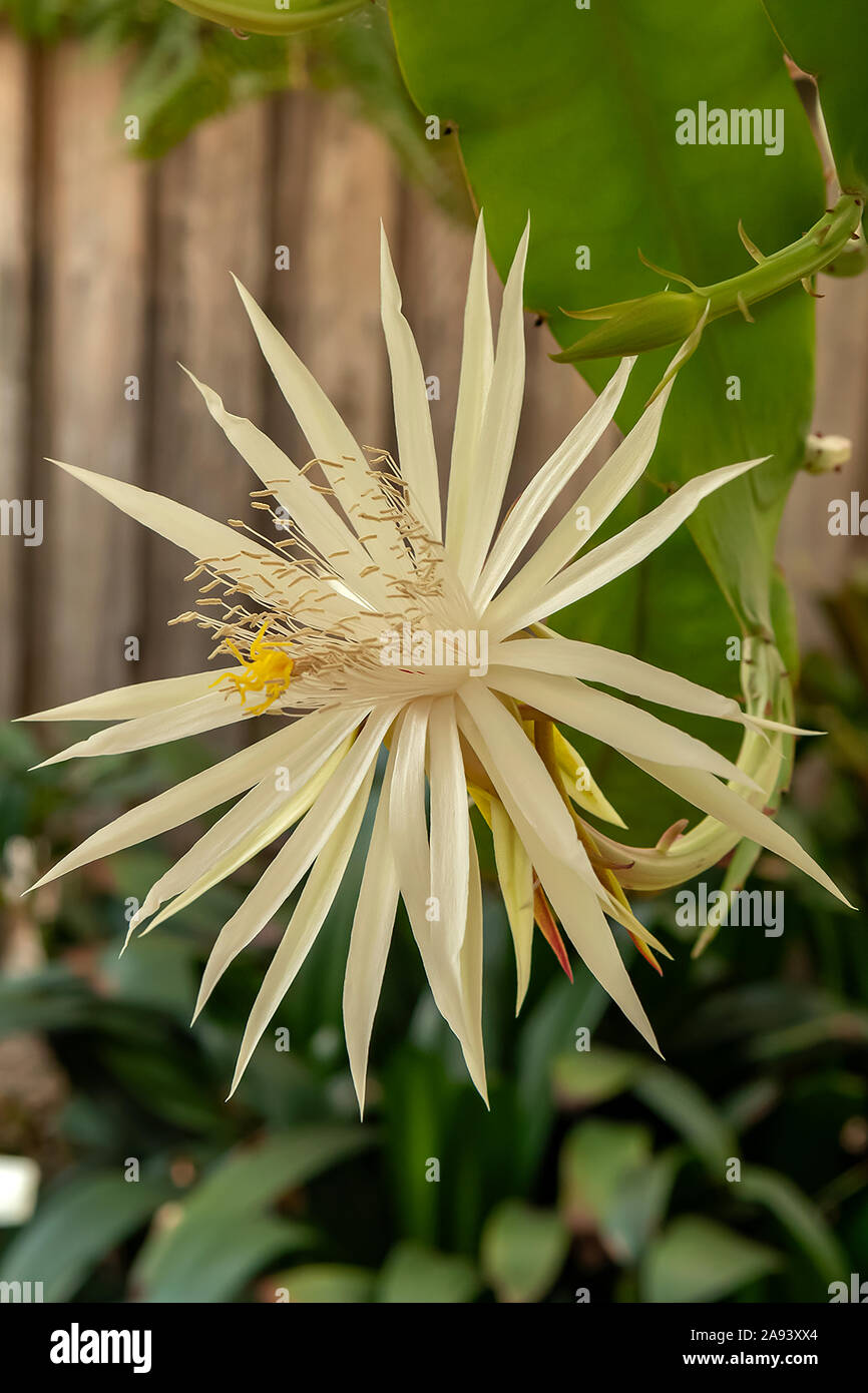 Epiphyllum strictum, Queen of the Night Stock Photo