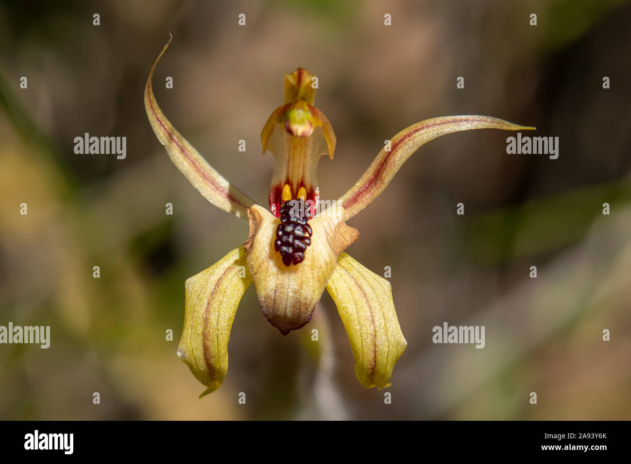 Caladenia cardiochila, Heart-lip Spider-orchid Stock Photo