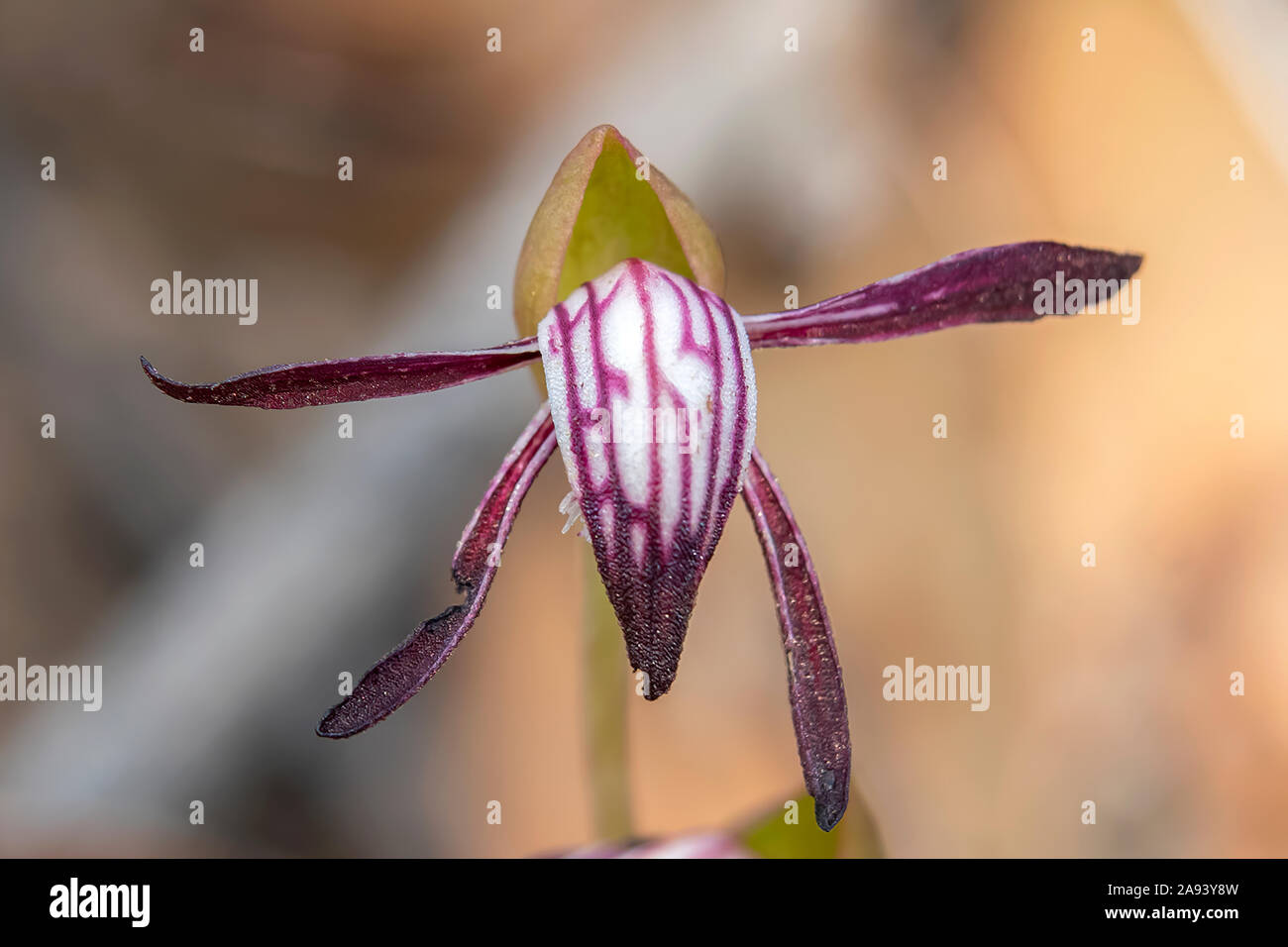 Pyrorchis nigricans, Red-beaks Orchid Stock Photo