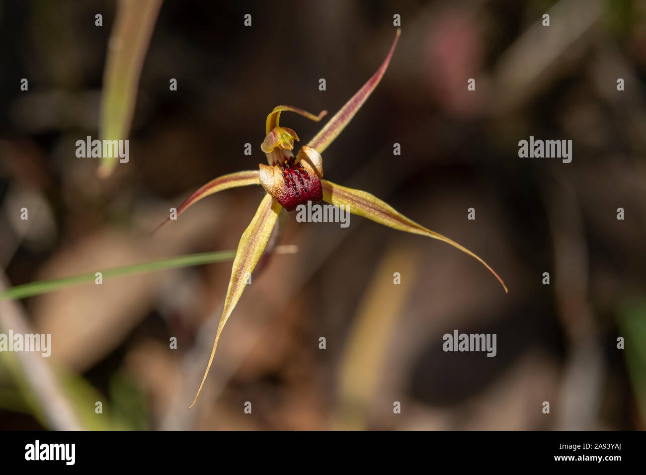 Caladenia clavigera, Plain-lip Spider-orchid Stock Photo