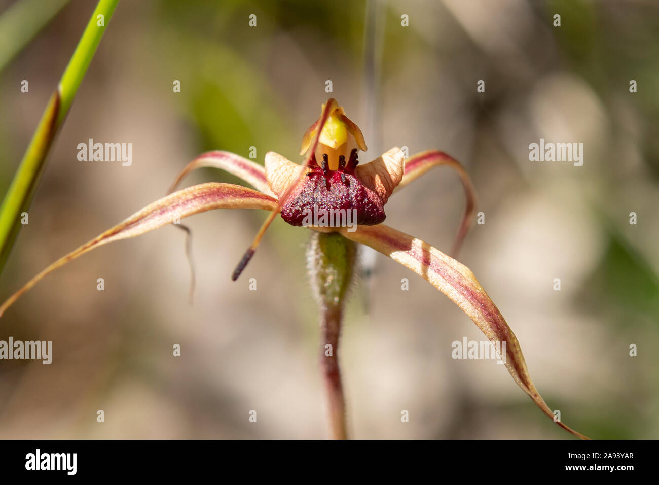Caladenia clavigera, Plain-lip Spider-orchid Stock Photo